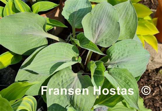 Hosta Jane's Blush